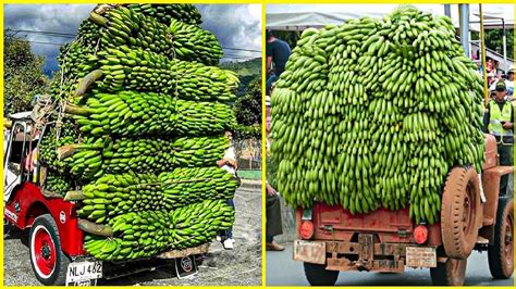 are bananas made in a factory